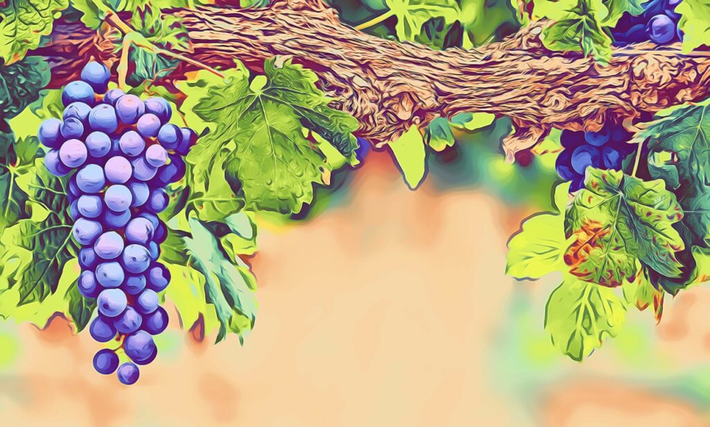 Syrah uva